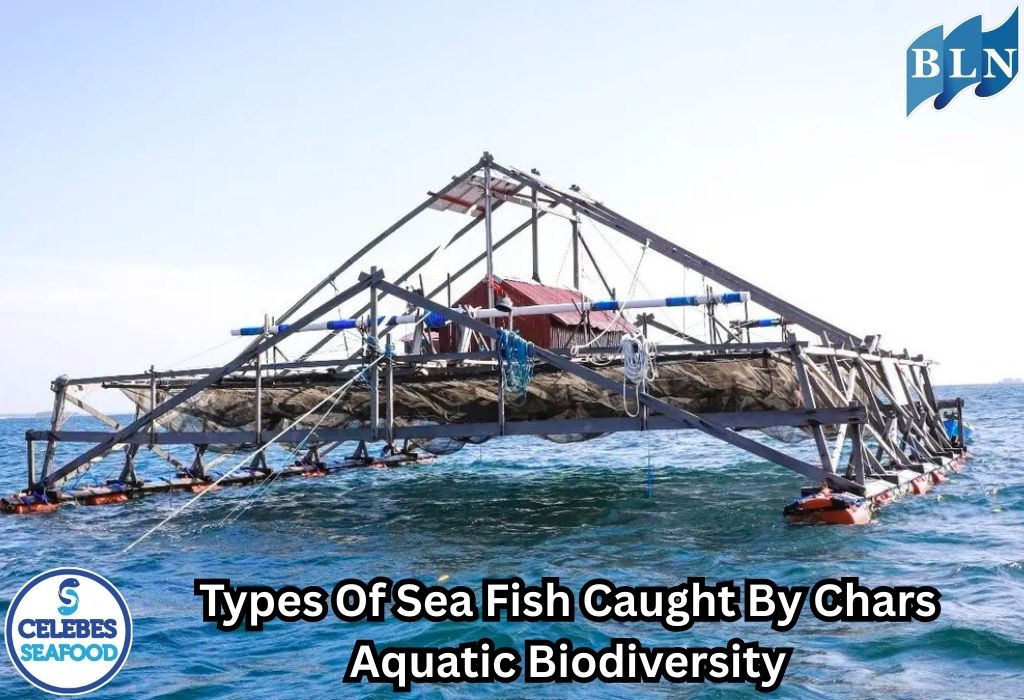 Types of Sea Fish Caught by Charts: Aquatic Biodiversity